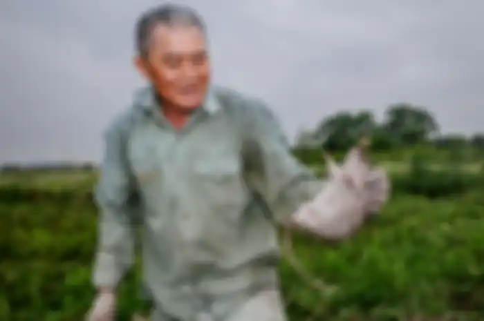 Thy dengan tikus yang berhasil ia tangkap di sawah. 