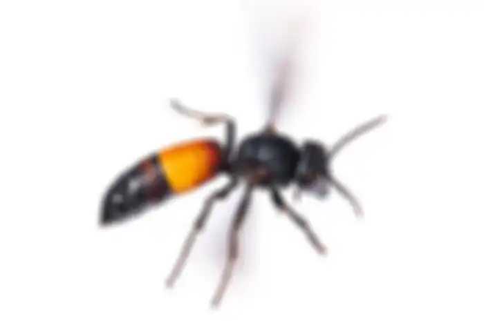 Tawon Vespa Affinis