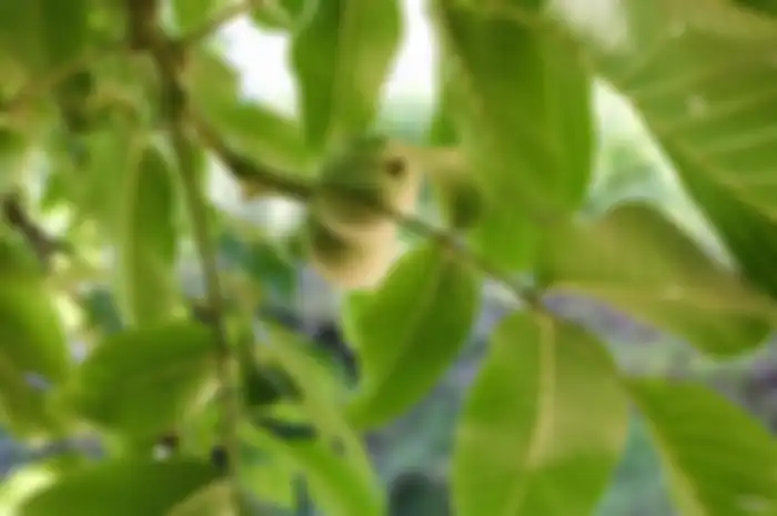 Manfaat daun jambu biji.