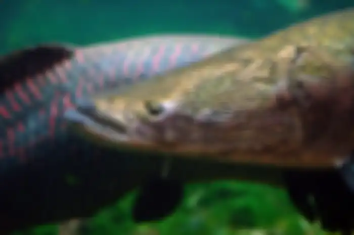 Ikan Arapaima gigas yang dikenal ganas sedang menghadapi penurunan populasi di habitat aslinya