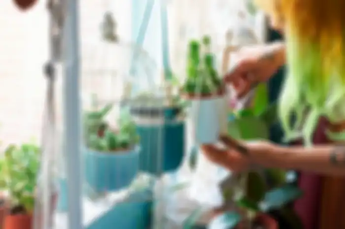 Seorang ibu membagikan tips agar tanaman kering segar kembali