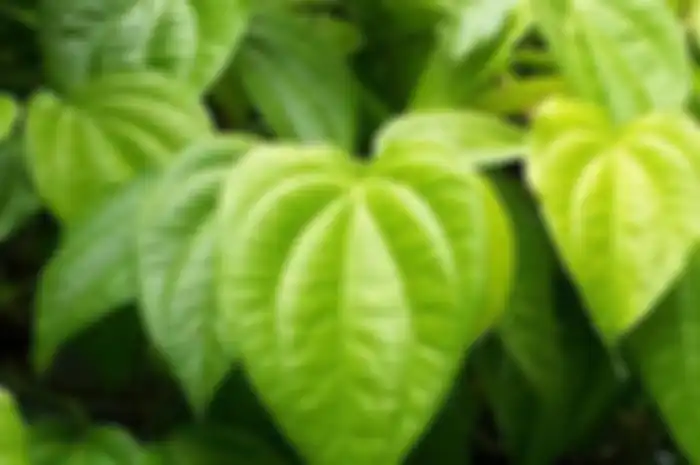 Manfaat daun sirih