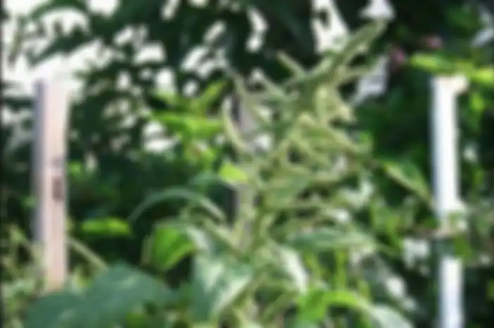 Bunga Bayam