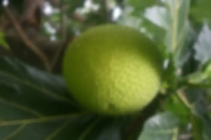 Buah sukun 