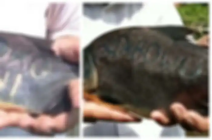 Ikan Ahmad dengan tato nama capres/cawapres