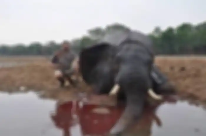 Gajah