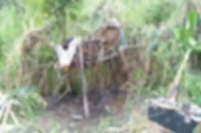Mengoyak Hati, 3 Tahun Menetap di Semak Belukar, Pemulung Tua Ini Bakar Sampah untuk Menghangatkan Badan