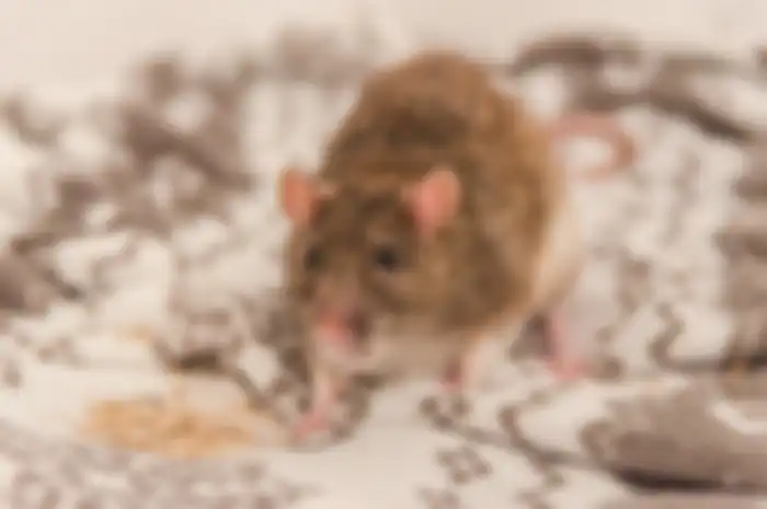 ilustrasi cara usir tikus dari rumah