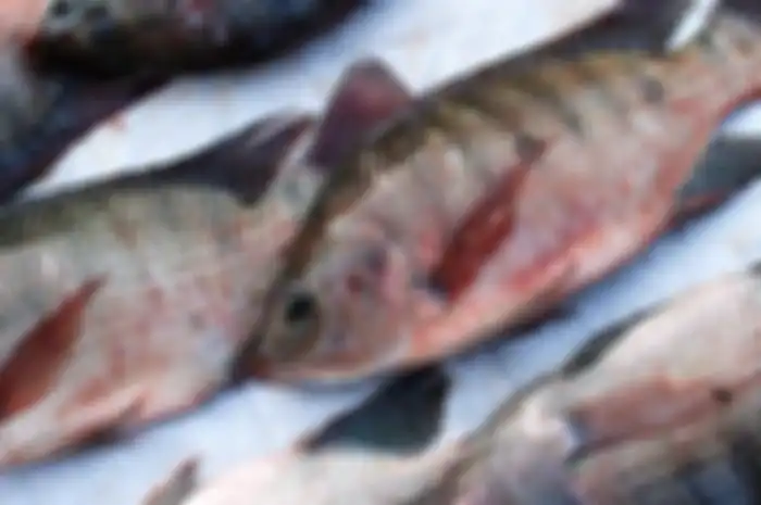 Sering Dikonsumsi Orang Indonesia, Ikan Mujair Ternyata Berbahaya Untuk Kesehatan