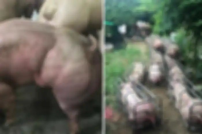 Babi Mutan di Kamboja