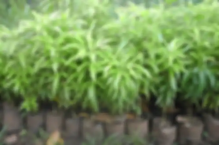 Zodia (Evodia suaveolens)  