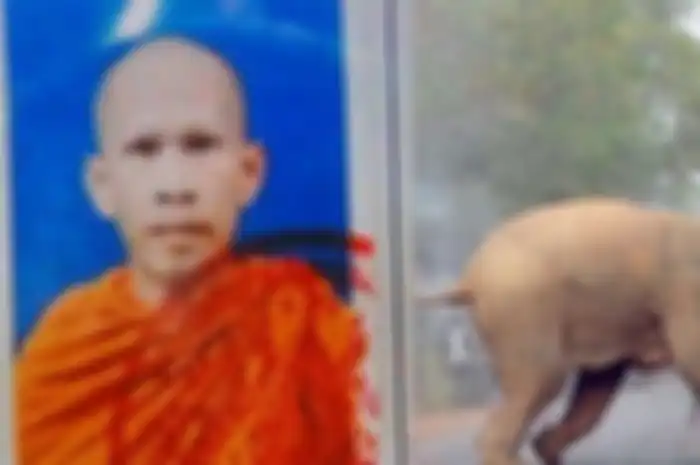 Biksu ini Relakan Tubuhnya Diinjak Gajah Liar Hingga Tewas Karena Hal ini 