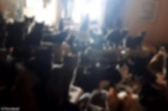 'Gila' Kucing, Wanita Ini Nekat 'Menimbun' Lebih dari 300 Kucing di Apartemennya yang Sempit
