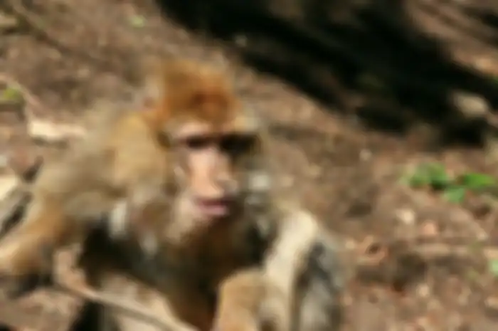 Monyet Cornelius, pemimpin monyet Macaca Barbary yang dilaporkan disiksa kawanannya hingga mati karena tidak bisa memberi kebutuhan seksual bagi betinanya.