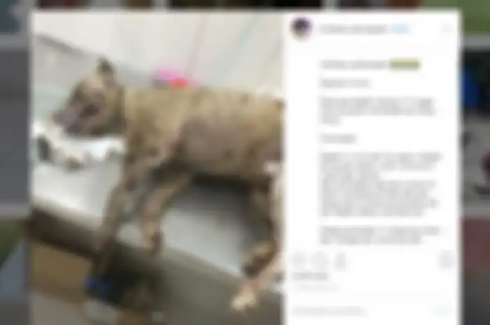 Anjing ini dibakar hidup-hidup setelah menyerang warga yang sengaja pipis di samping kandangnya