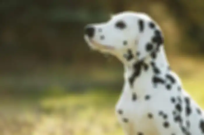 Ilustrasi Anjing Dalmatian