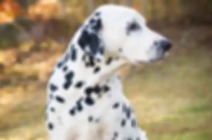 Ilustrasi Anjing Dalmatian