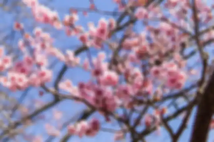 Bunga sakura di Jepang.