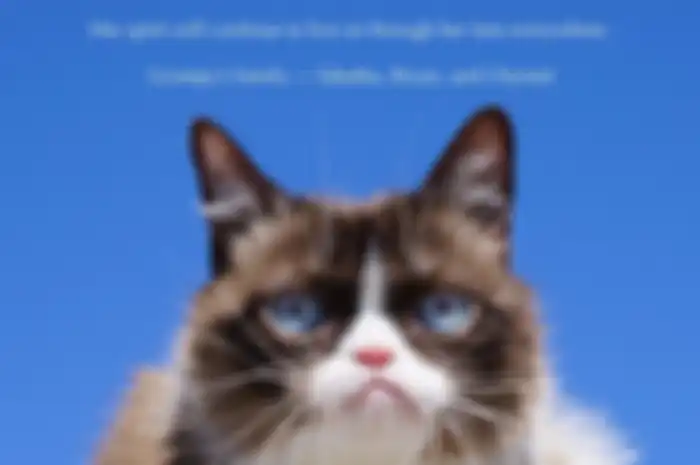 Keluarga kabarkan berita meninggalnya Grumpy Cat