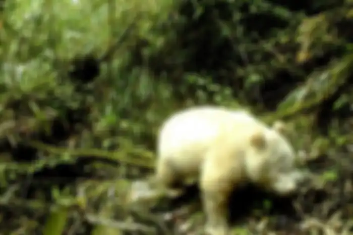 Panda albino yang langka ditemukan di Tiongkok.