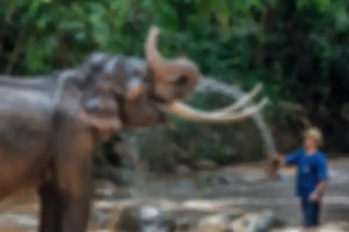 Mahout dan gajah