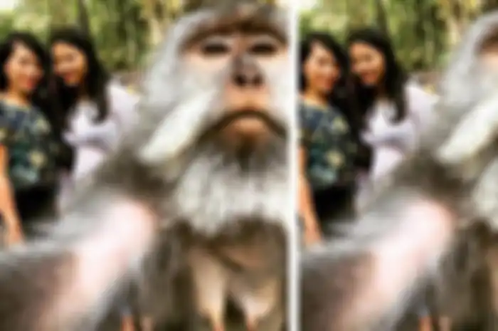 Monyet di Monkey Forest Ubud berfoto selfie dengan wisatawan.