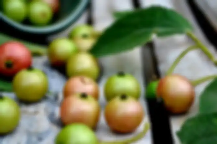 Buah Kersen, Punya Harga Jutaan dan Bisa Sembuhkan Penyakit Jantung hingga Kanker Usus