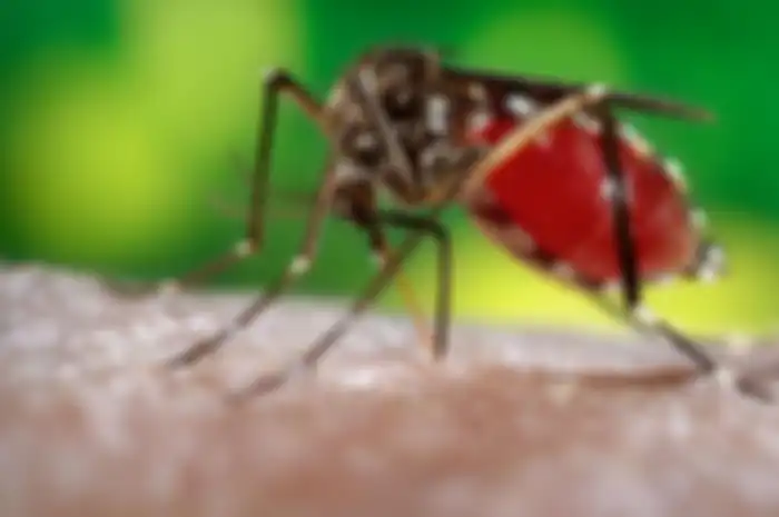 Nyamuk Demam Berdarah Dengue