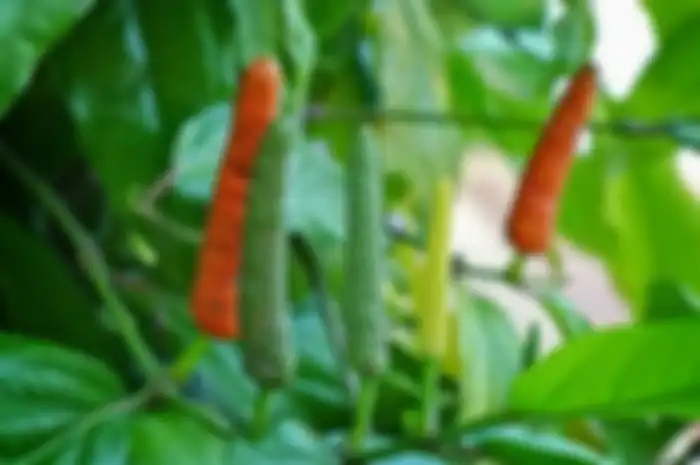 Ragam manfaat cabai jawa