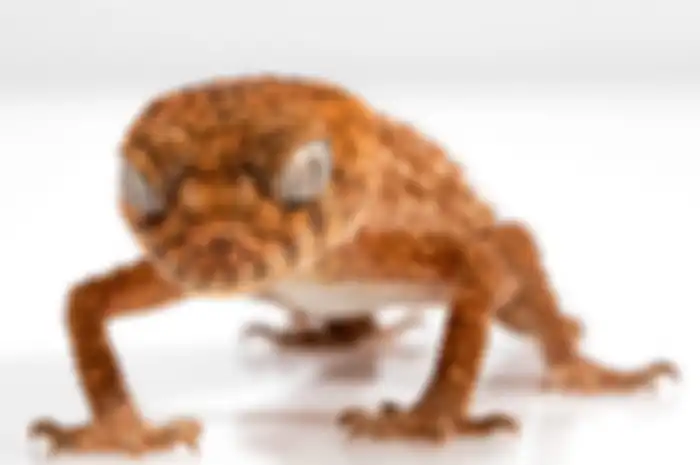 Ilustrasi cicak