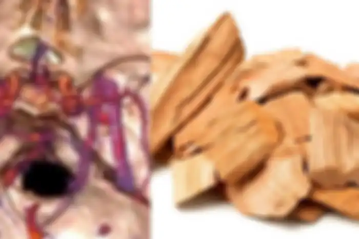 Pria ini Alami Sakit Kepala Selama 5 Tahun, Dokter Temukan Serpihan Kayu dengan Total Panjang 11 cm di Otaknya