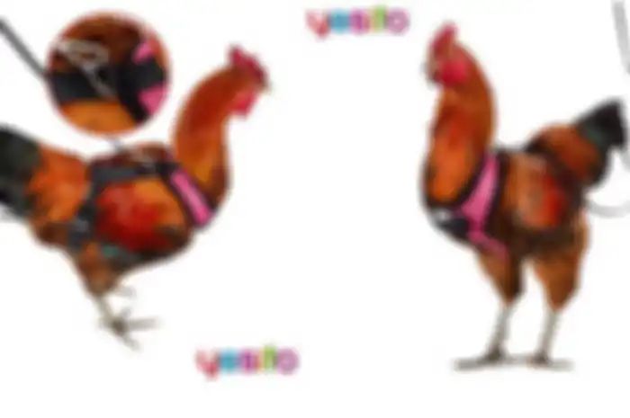 Chicken Harness