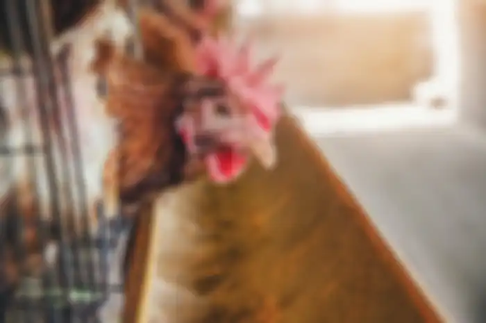 Sembelih Ayam yang Tak Pernah Bertelur Selama 5 Tahun, Wanita ini Mendadak Kaya karena Temukan Harta Senilai Rp4 Miliar!
