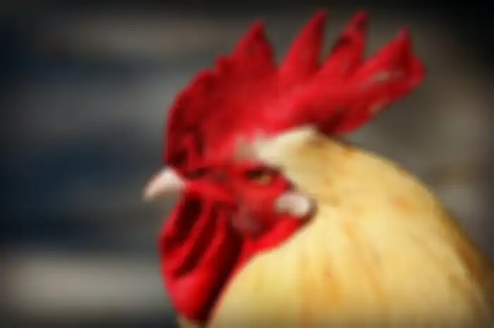 Ilustrasi Ayam Jago Berkokok.