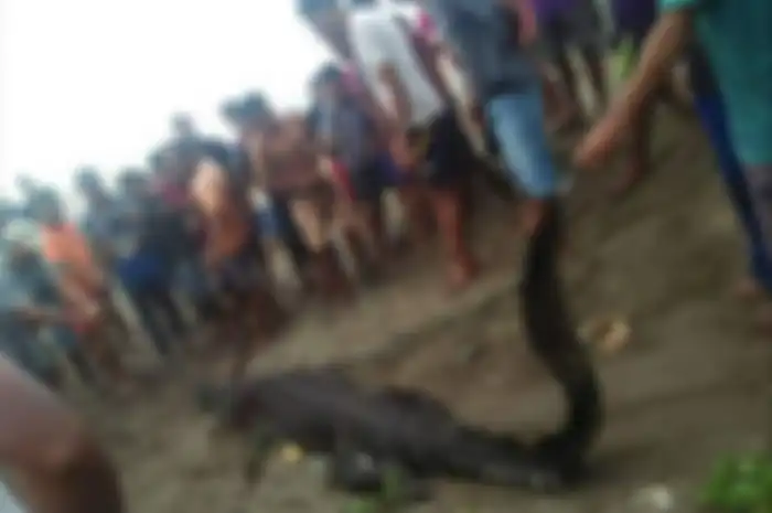 Warga Desa Kayeli, Maluku menangkap buaya di muara sungai tersebut, Kamis (4/7/2019)  