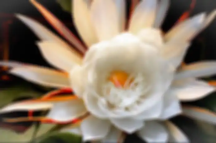 Bunga Kadupul