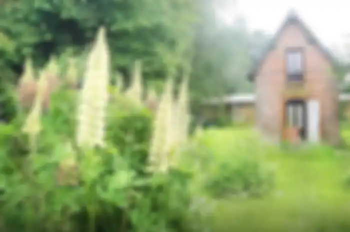 Ilustrasi kebun di sebuah rumah