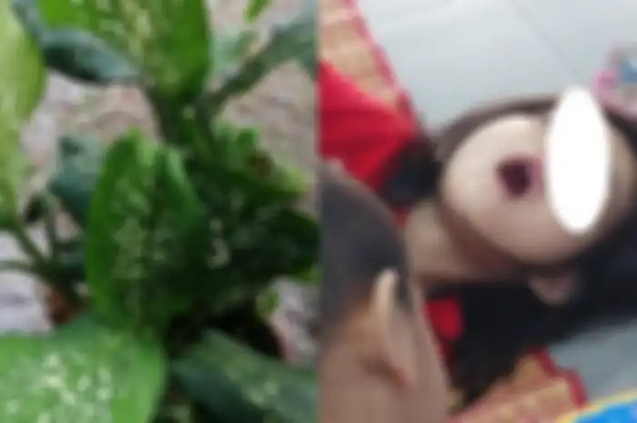 Bocah yang alami kejang setelah gigit daun tanaman hias di rumahnya