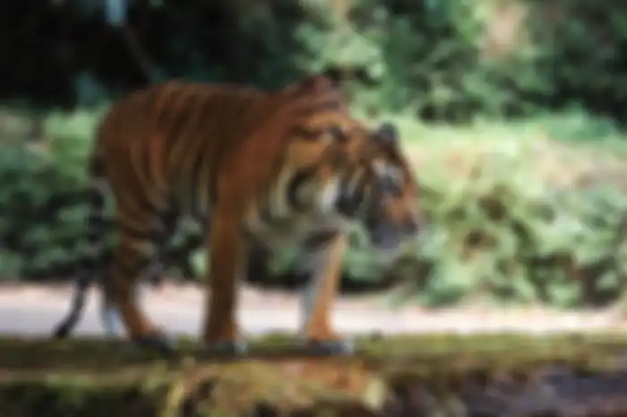 India adalah rumah bagi sekitar 60 persen populasi harimau dunia 