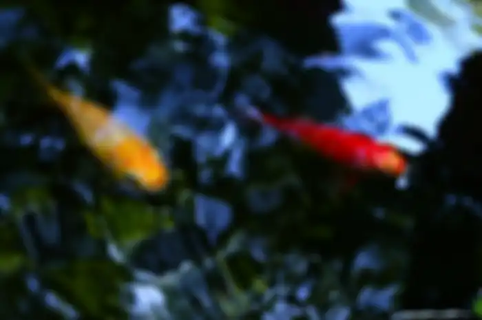 Ilustrasi ikan mas