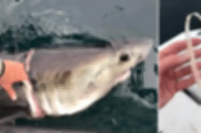 Seekor hiu porbeagle hampir teriris oleh cincin plastik yang tersangkut di lehernya saat masih bayi, dan yang mulai memotong dagingnya ketika ia tumbuh dewasa