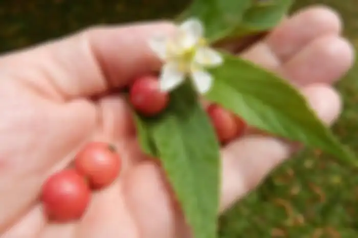 Buah Kersen