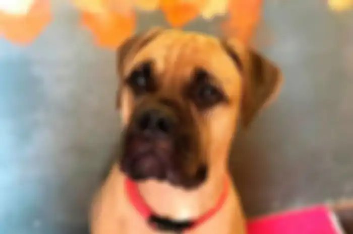 Maru, anjing jenis Bullmastiff ditemukan berjalan 200 km setelah dibuang oleh majikannya di Siberia, Rusia.(Siberian Times-Darya Stulinskaya via Daily Mirror)