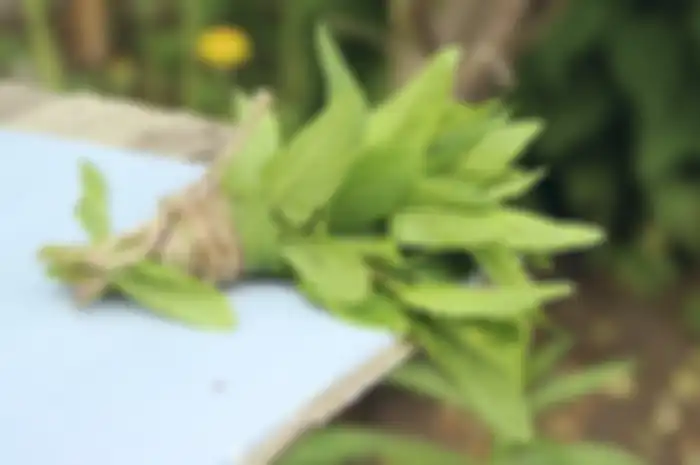 Manfaat luar biasa daun dewa (Gynura procumbens) bagi kesehatan