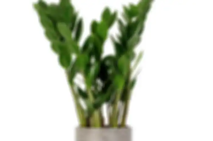 Zamioculcas