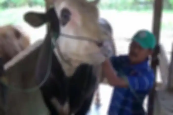 Sapi  yang dibeli Presiden Jokowi seharga Rp 85 Juta 