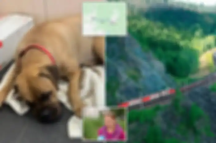 Demi Kembali ke Pemilik yang Menolaknya, Anjing Ini Rela Berjalan 200 Kilometer Sambil Berair Mata, Lihat Videonya!