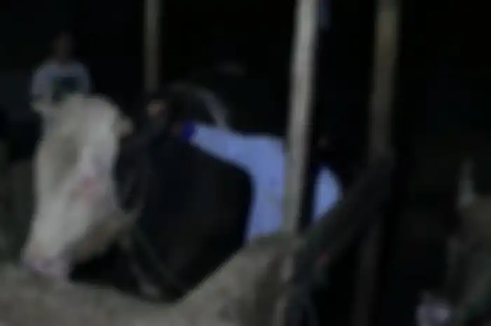 Sapi kurban yang dibeli Presiden Jokowi diberi karpet seharga jutaan rupiah