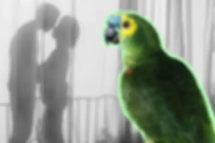 perselingkuhan terungkap karena kicauan burung beo