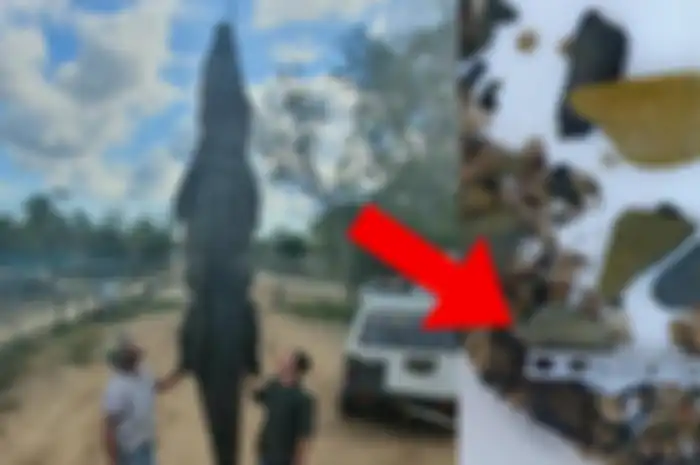 Ada benda aneh di perut buaya raksasa yang mati